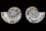 Agate Replaced Ammonite Fossil - Madagascar #166877-1